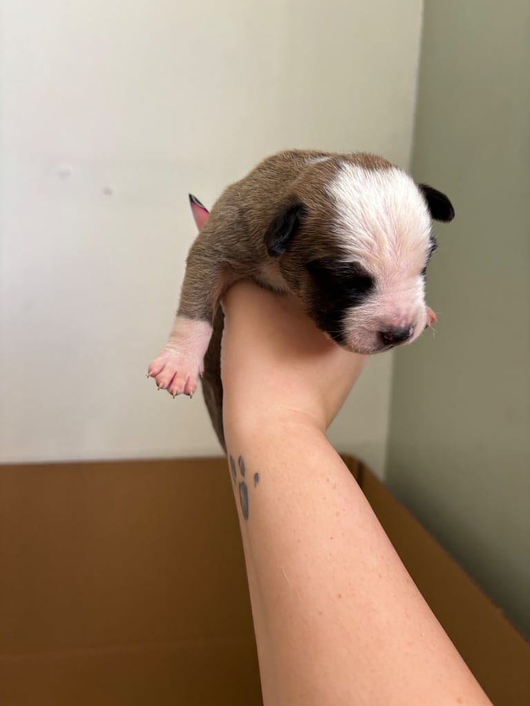 Bull-Herder for sale | 6 boys | 4 Girls