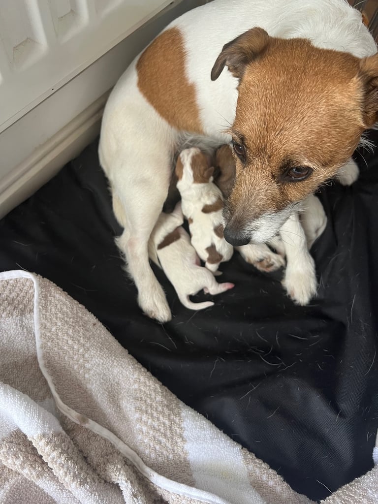 Jack Russell puppies
