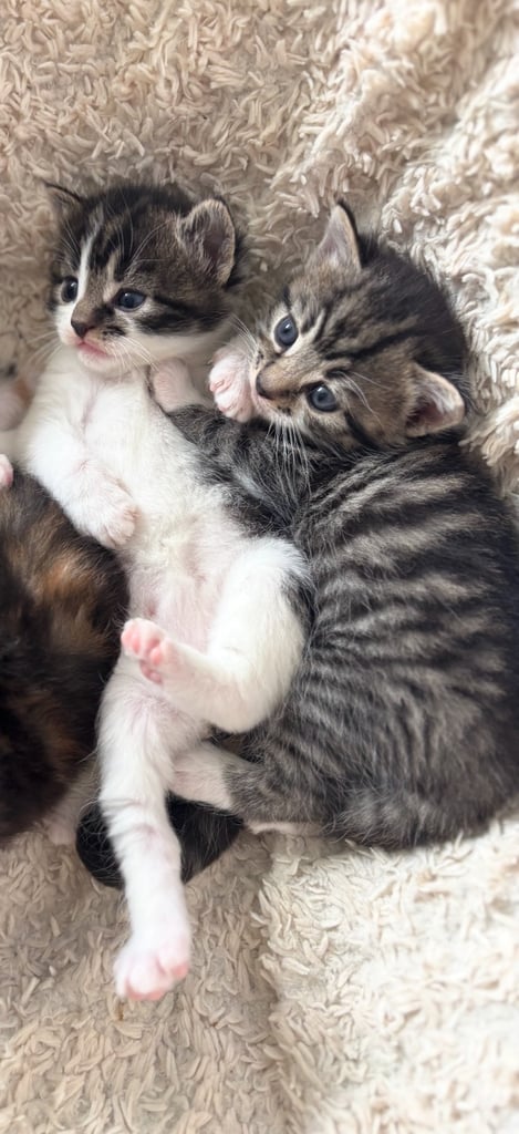 ✨Siberian Cross Kittens – 2 Boys – Hypoallergenic  £350. Ask about delivery
