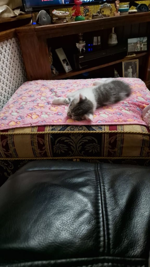 Maine coon X cross male kitten