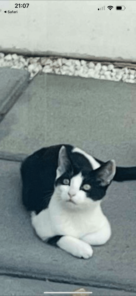 black and white six months old kitten 