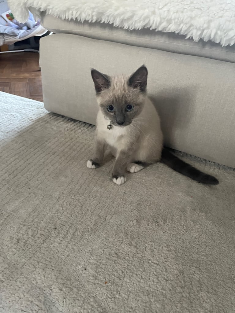 Grey and white kitten Girl