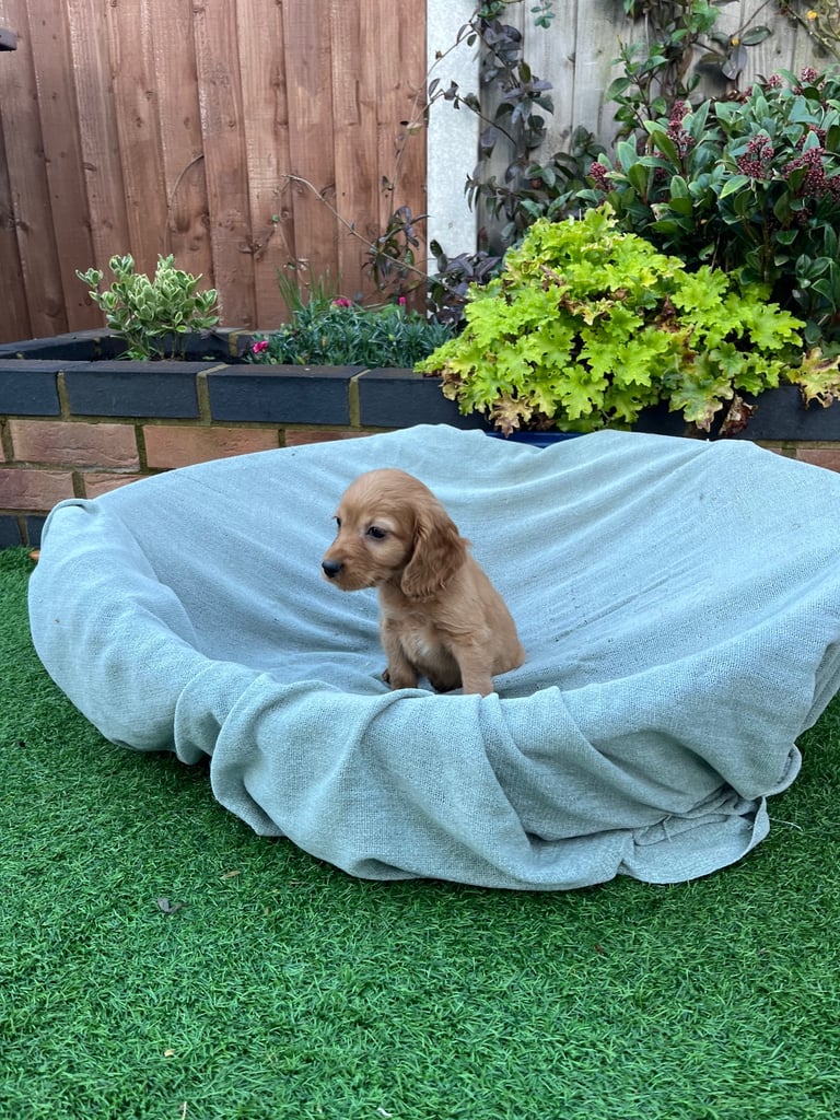 Six beautiful Cocker spaniel puppies