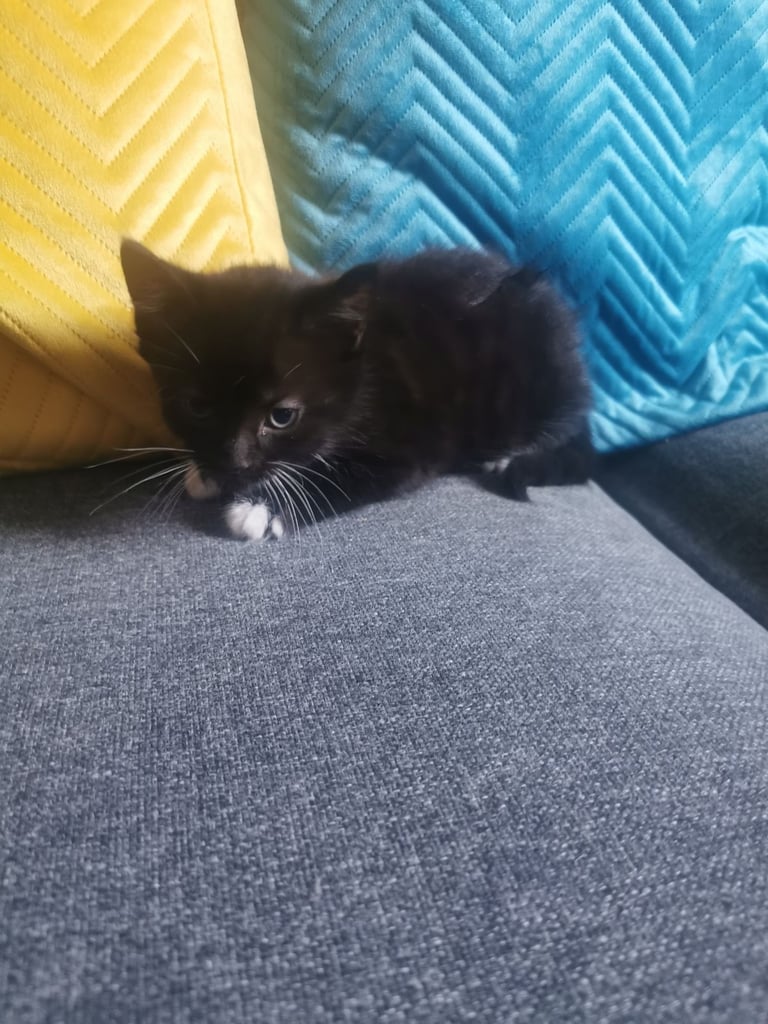 3 black and white kittens 