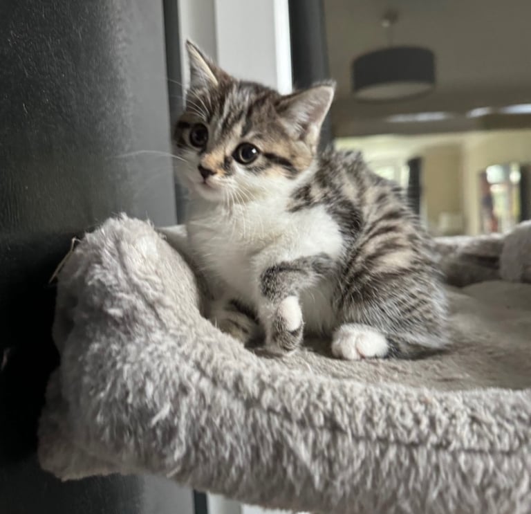 Domestic shorthair kitten 