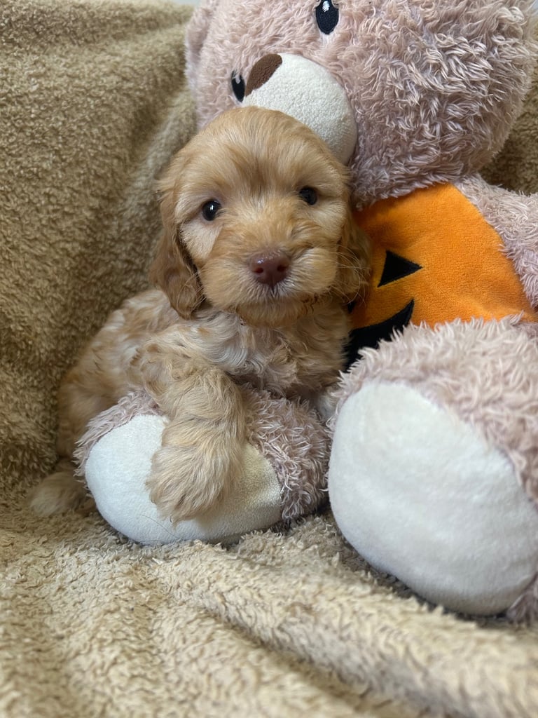 Beautiful Cockerpoo Puppies