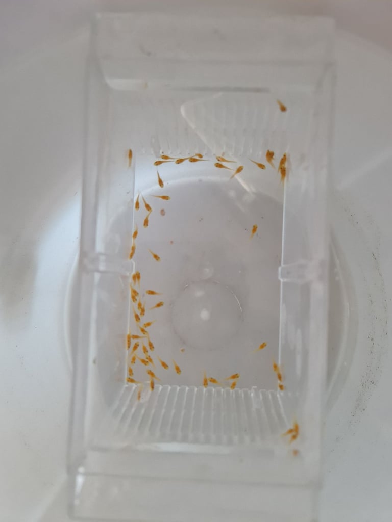 Super Red bristlenose plecos