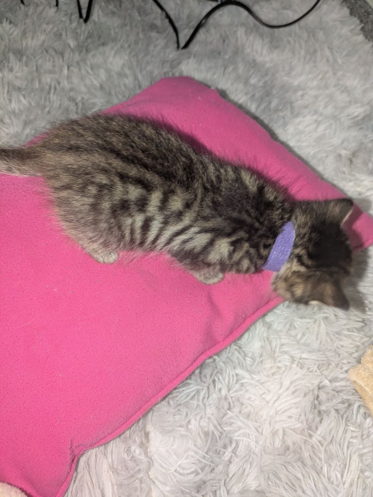 Kittens for sale 