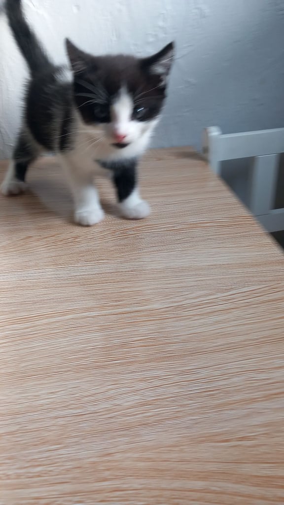 Kittens 