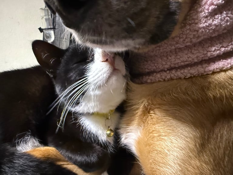 Lovely young cats looking for forever family 