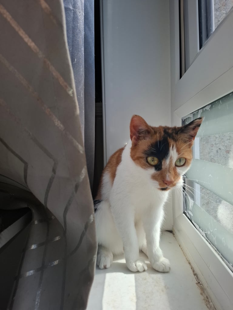 2 beautiful female sisters looking for forever home 