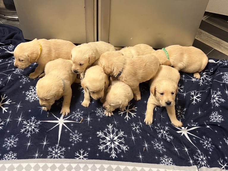 Flat coated retriever gumtree best sale