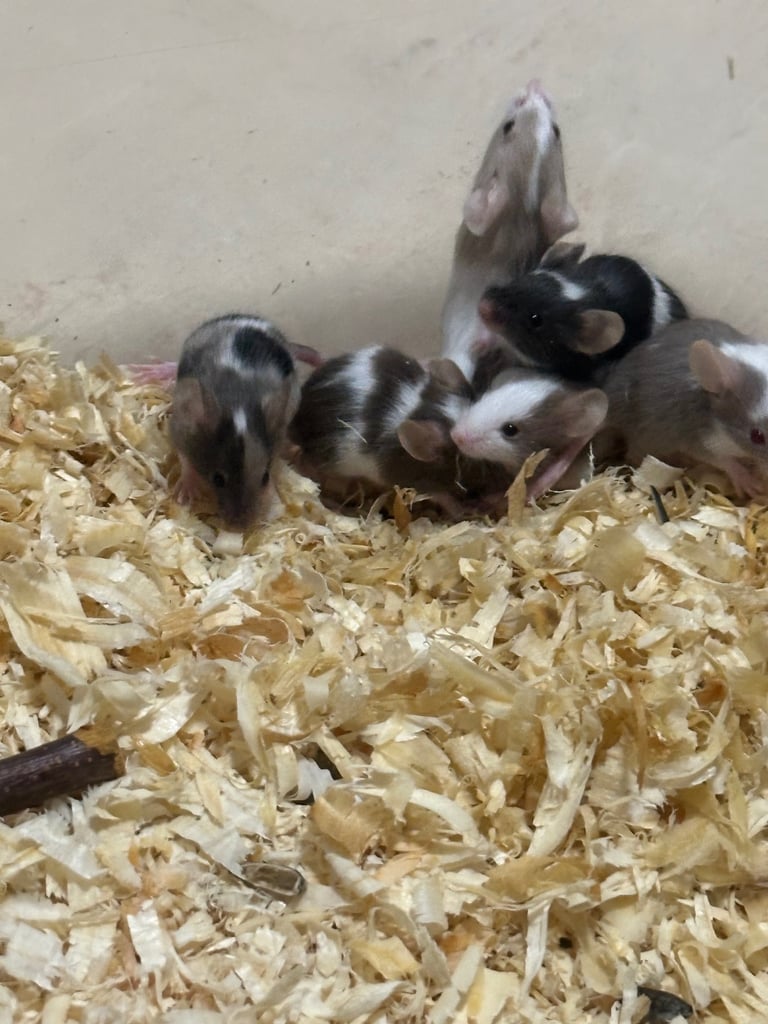 4 females and 9 males 