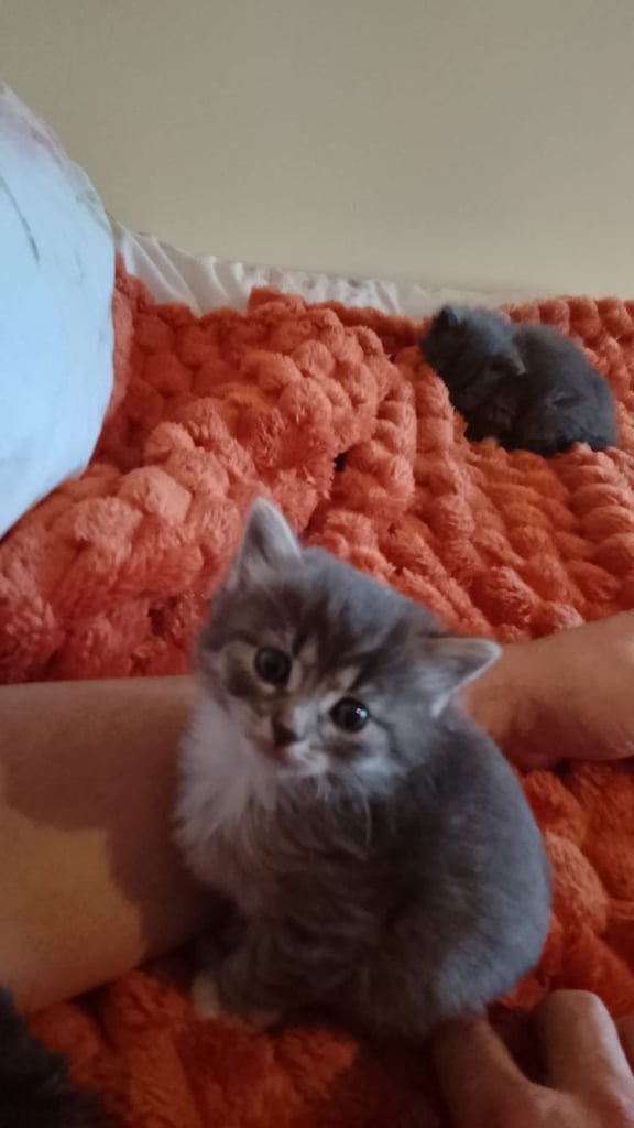 Kittens for sale 