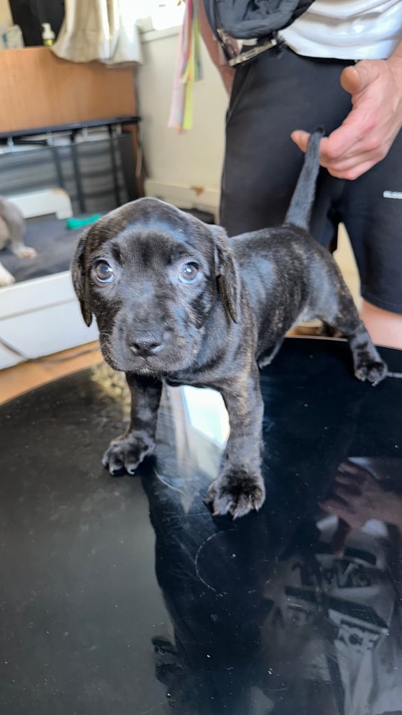 Puppy Litter Chow Chow Puppies For Sale Gumtree Chow Chow Samoyed