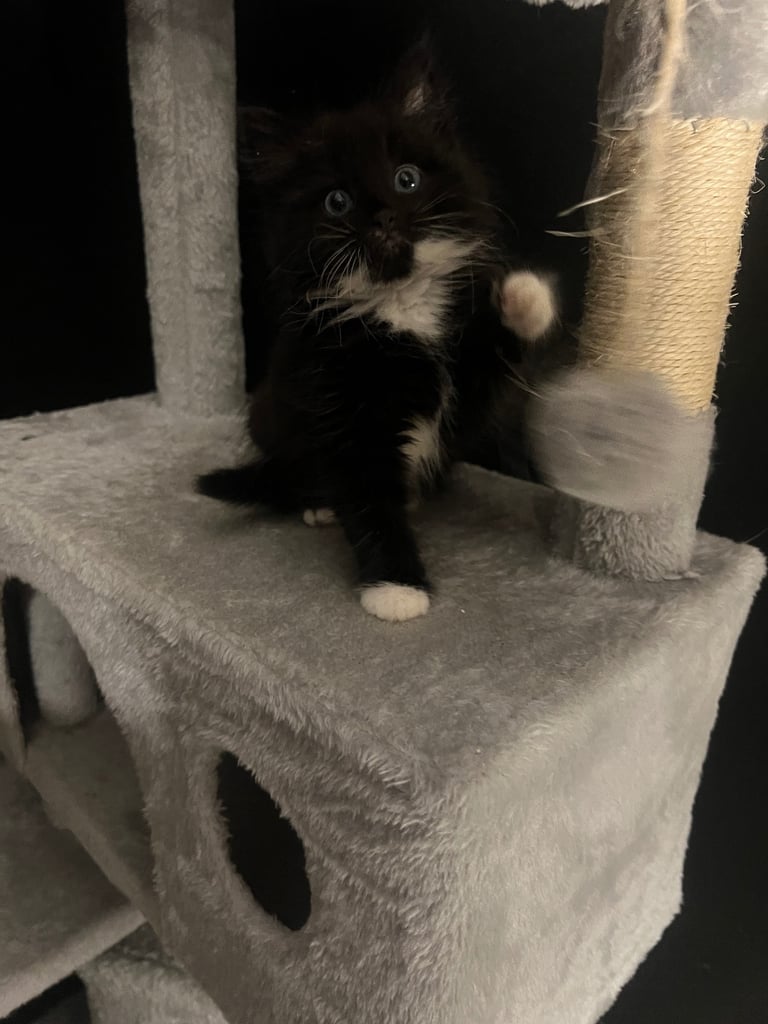 image for 2 male kittens