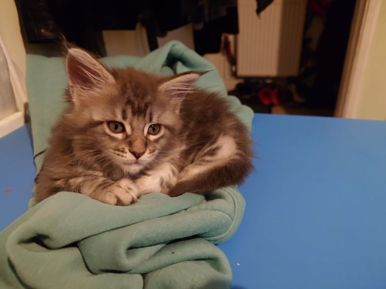 Purebred Maine Coon Kittens 