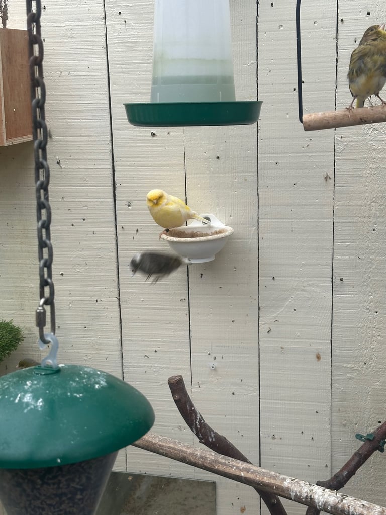 Canary’s for sale