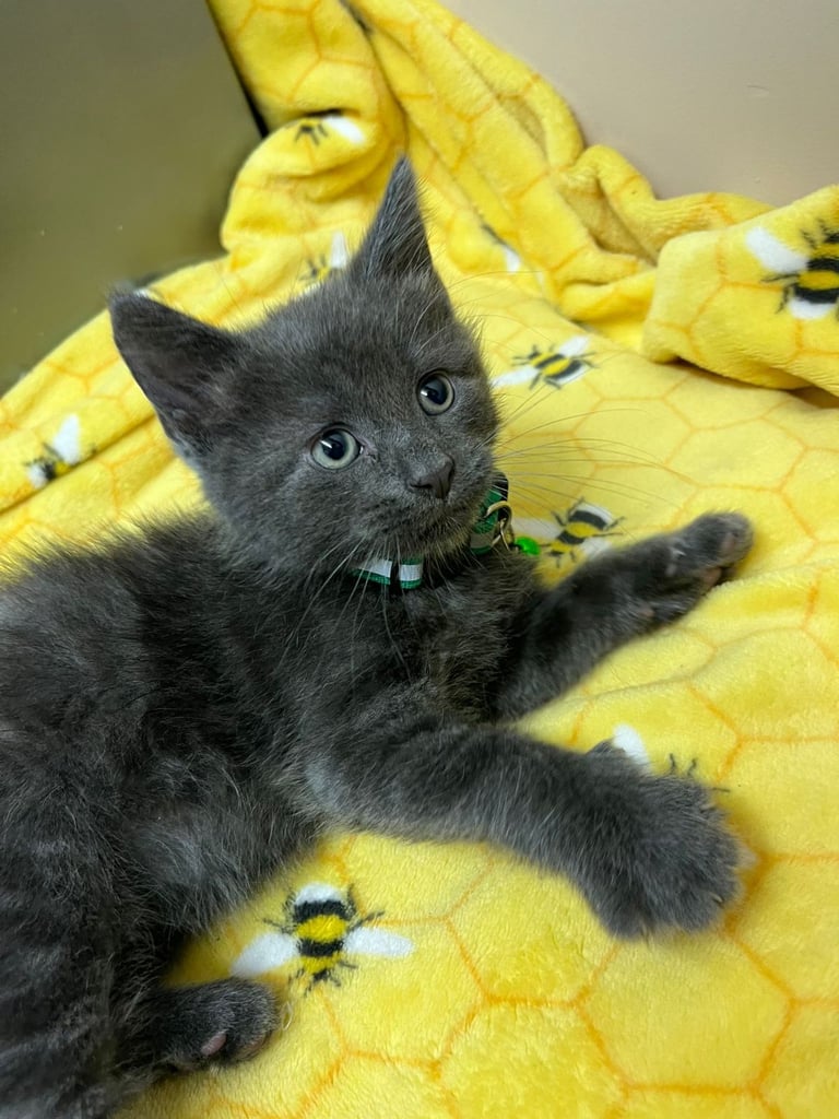 Male kitten for sale 8weeks b