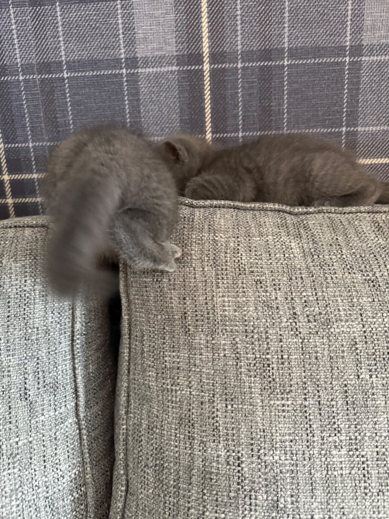 Ragdoll x British shorthair mix kitten 