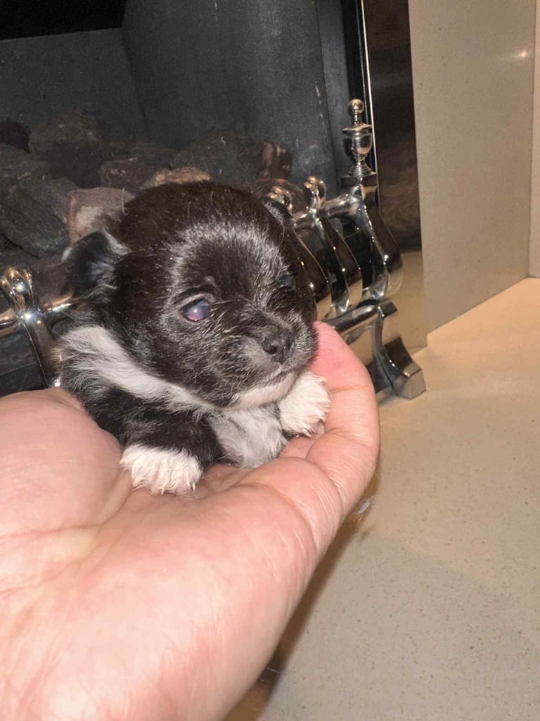 Champion blood line pomeranians 