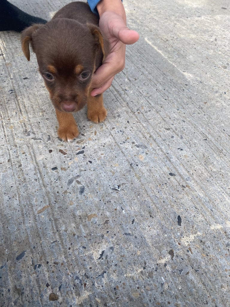 Jack Russell puppies 