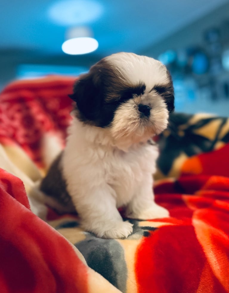 Shihtzu 