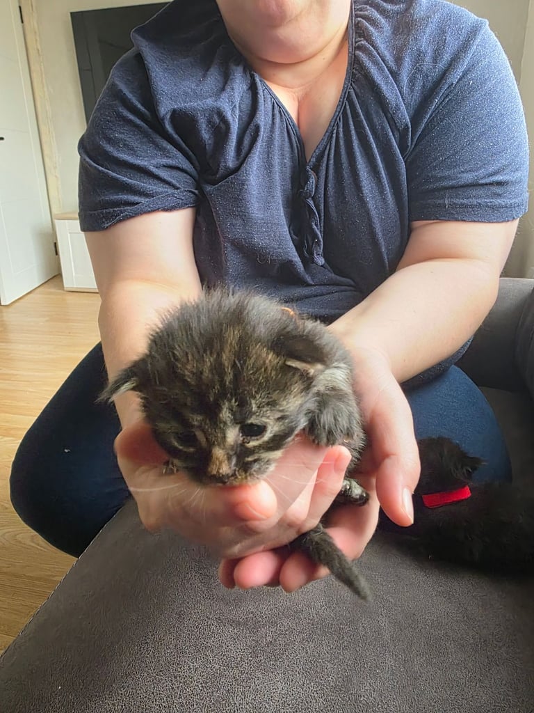 image for Maine coon pedigree kittens 