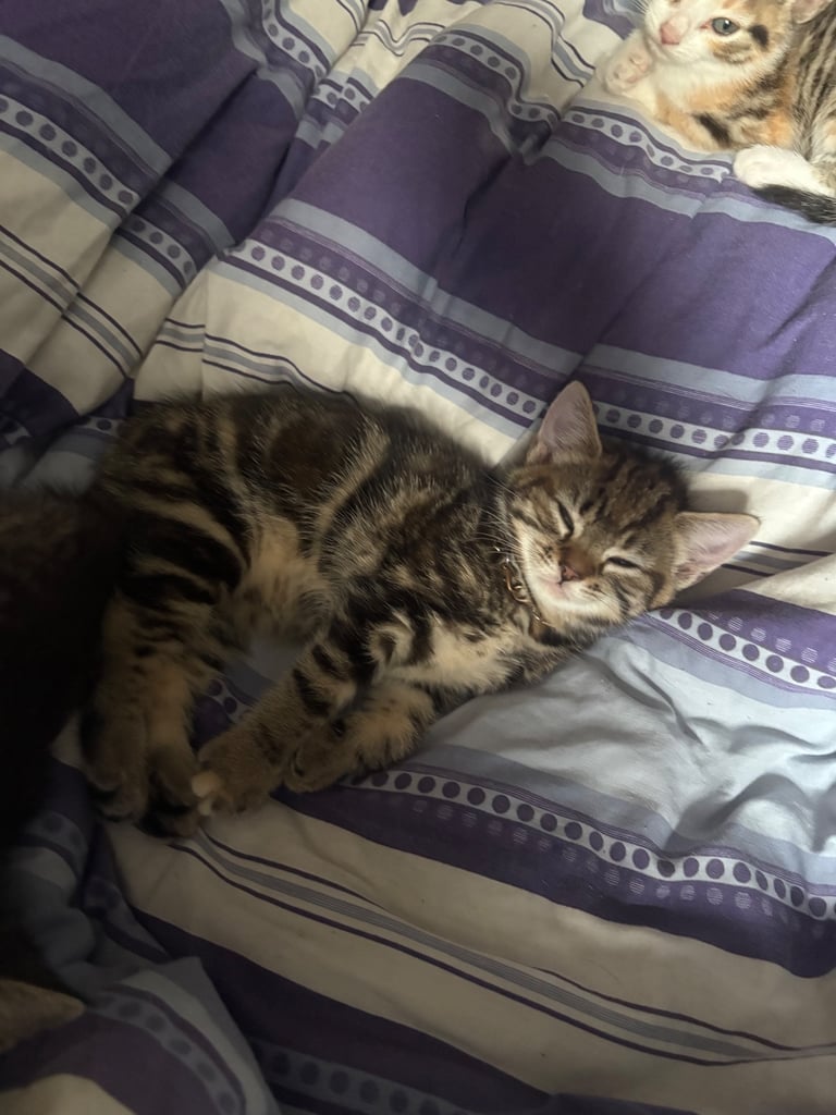 bsh x kitty 