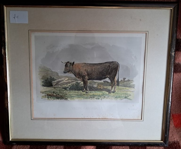 6 x European Cattle Breeds-original f&g coloured antique prints-1856 Paris  Show-£7 each