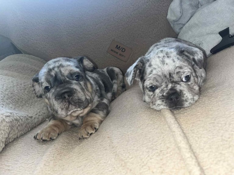 Only 3 boys left, 5 ⭐️ French bulldogs carrying fluffy 😍