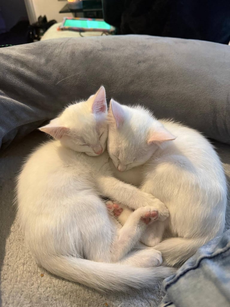 Turkish angora kittens 