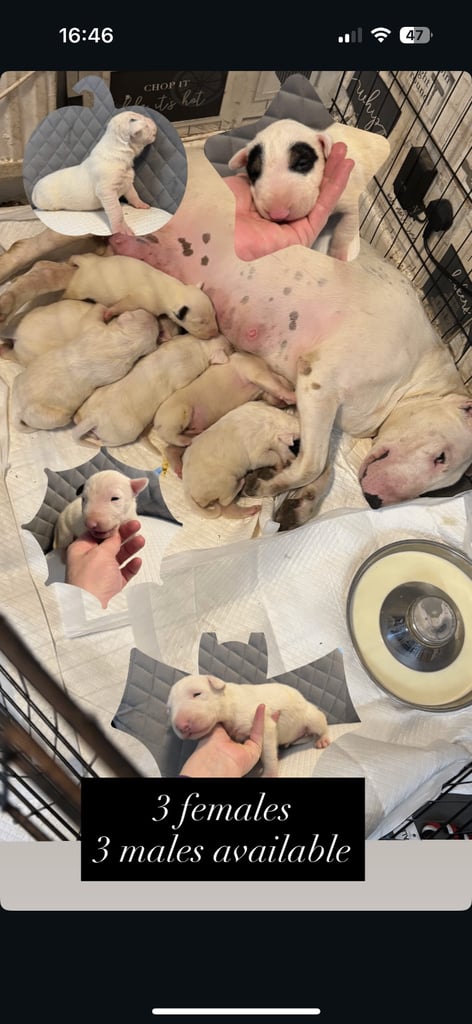 image for English bull terrier puppies. 
