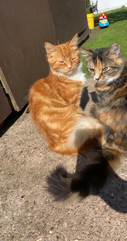 Cats looking for their forever homes