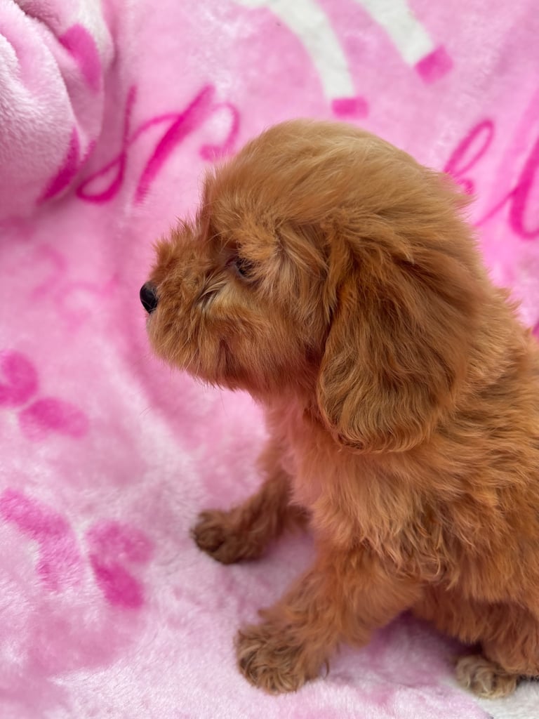 F1 Cockapoo Puppies 