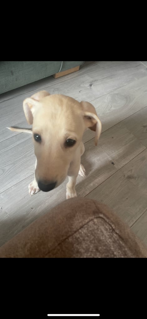 Greyhound puppy
