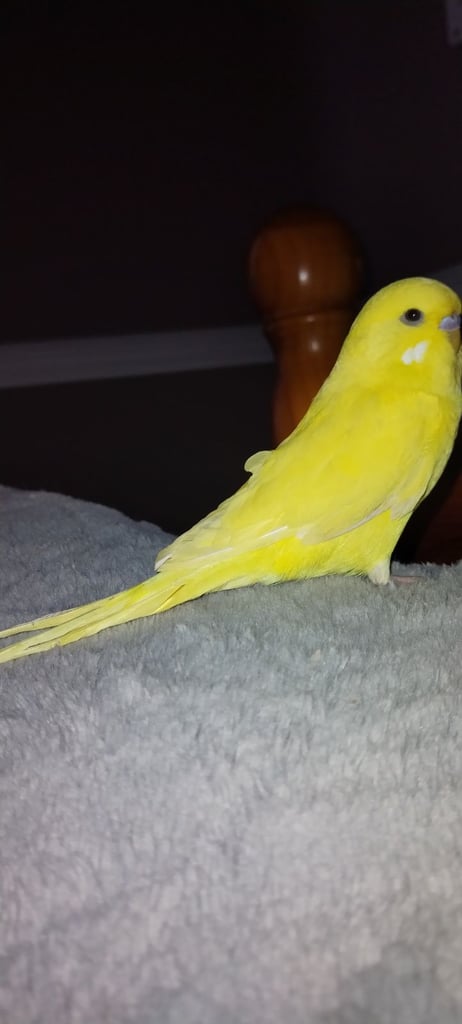 image for Yellow budgie 