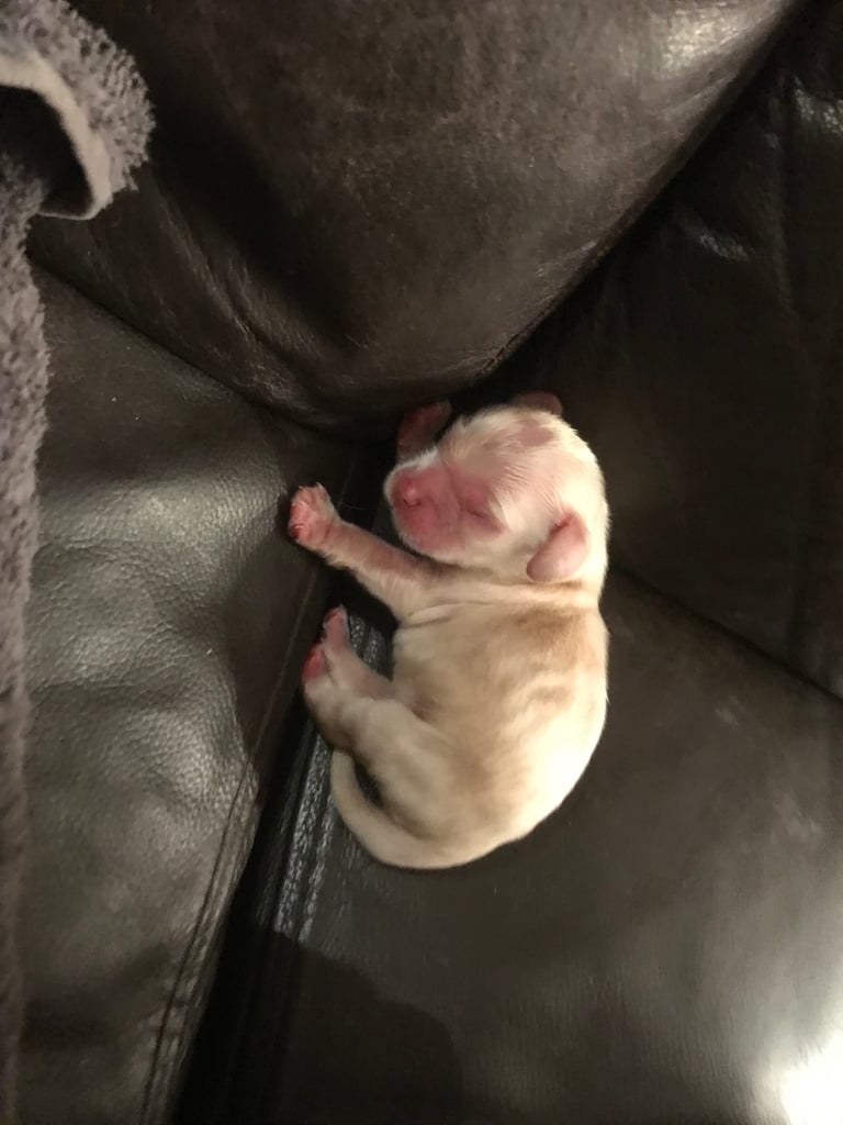 8 week old kitten lost in the Laighstonehall area on th 29th oct