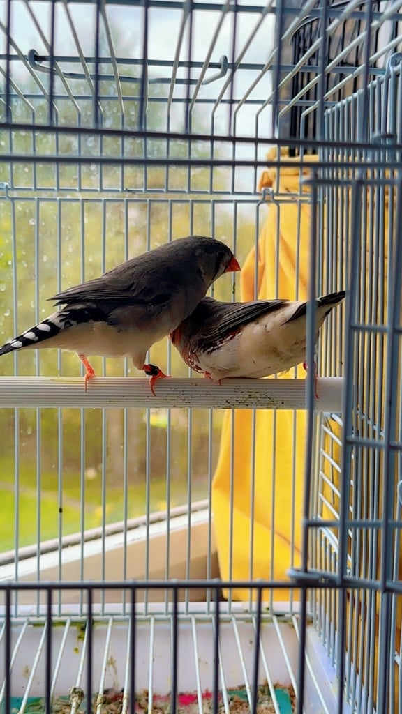4 PAIRS OF GOOD SIZED ZFS RUNG ZEBRA FINCHES