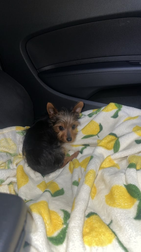  Male yorkie  pup for sale 