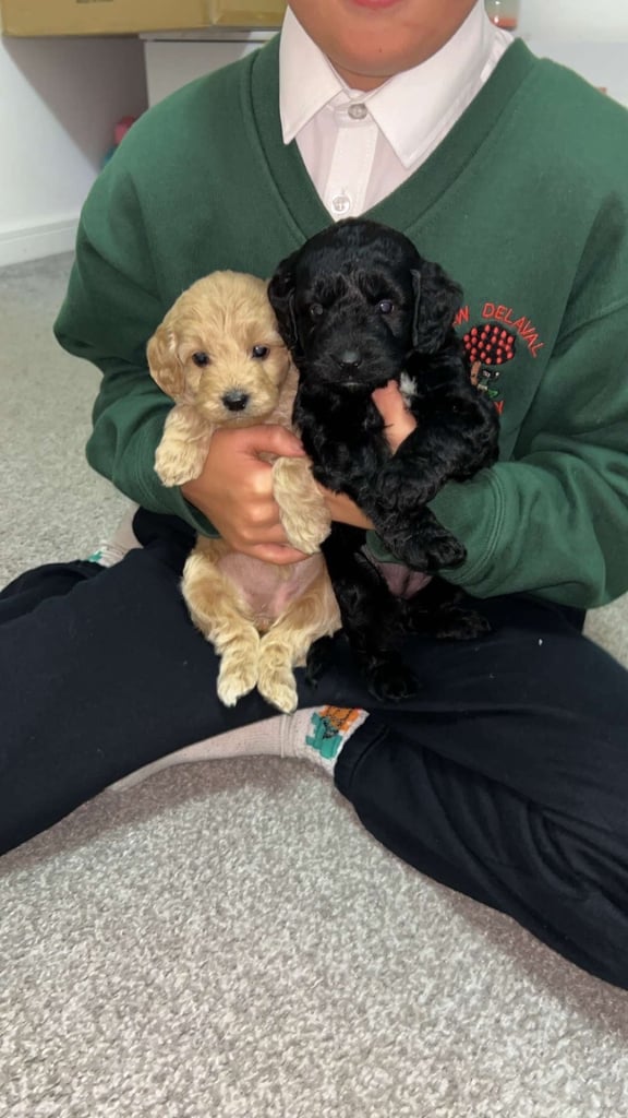 image for Cockerpoo girl pup 