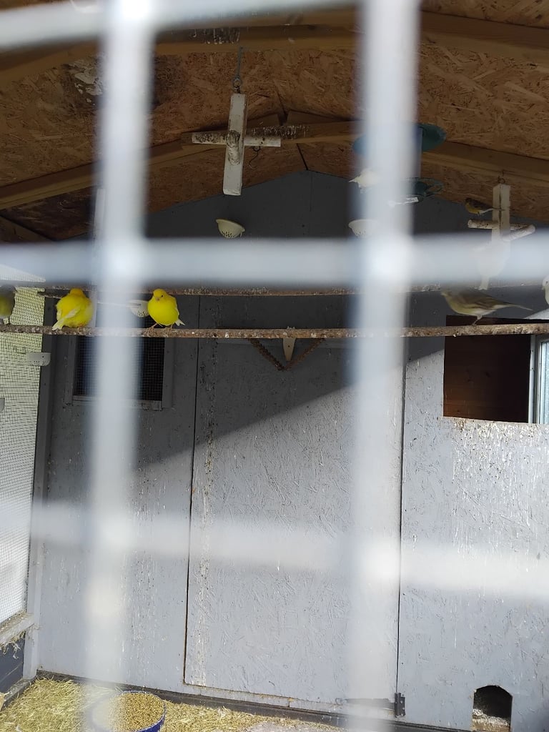 Bird avairy  open to offers 