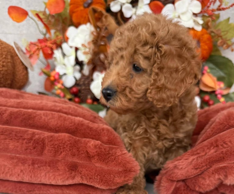 2 Gorgeous F2 Cockapoo puppies for sale 