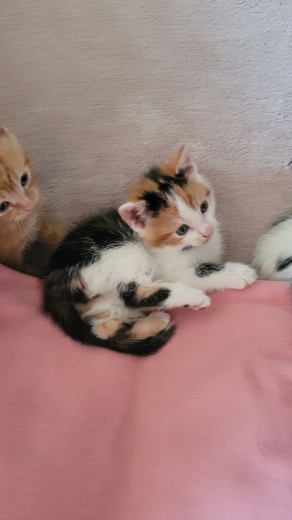 Beautiful ginger and taby are looking for their forever families 