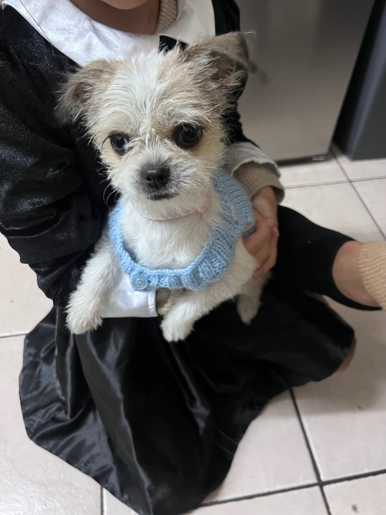 Female puppy