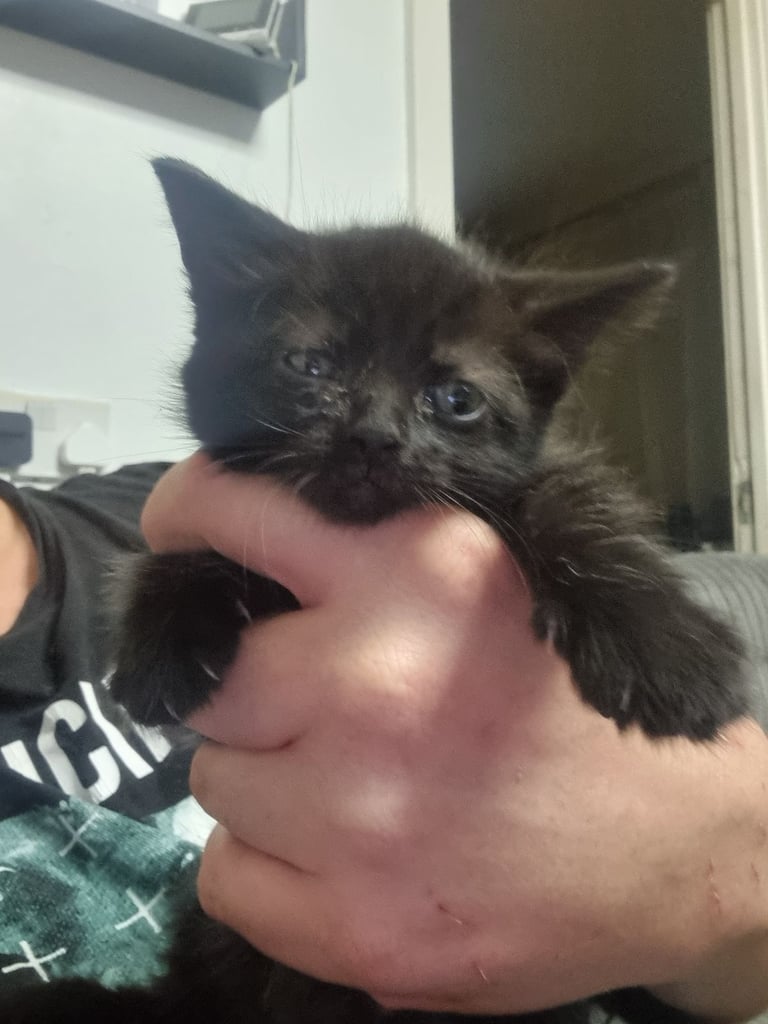 Black Kitten 12 weeks
