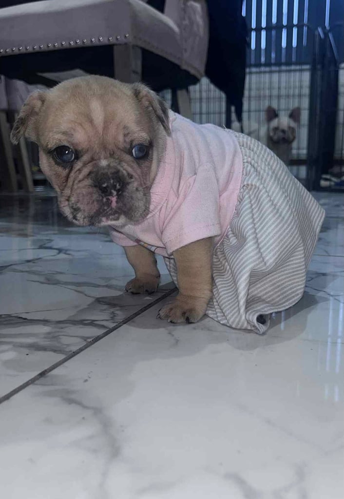 Minibull bulldog puppies 