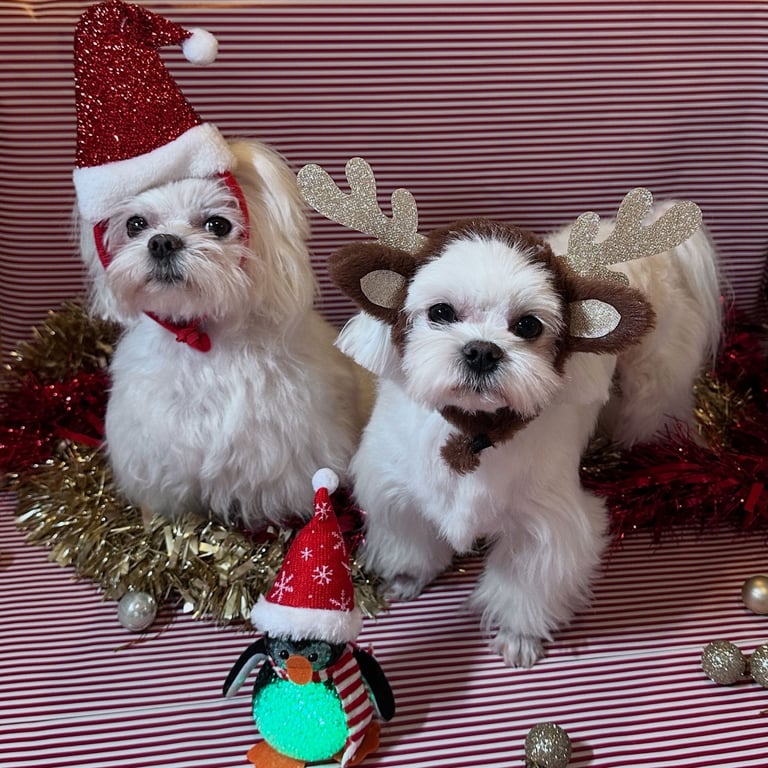 PURE MALTESE PUPPIES 