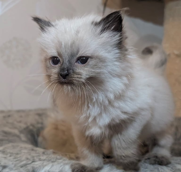 Ragdoll kittens for sale
