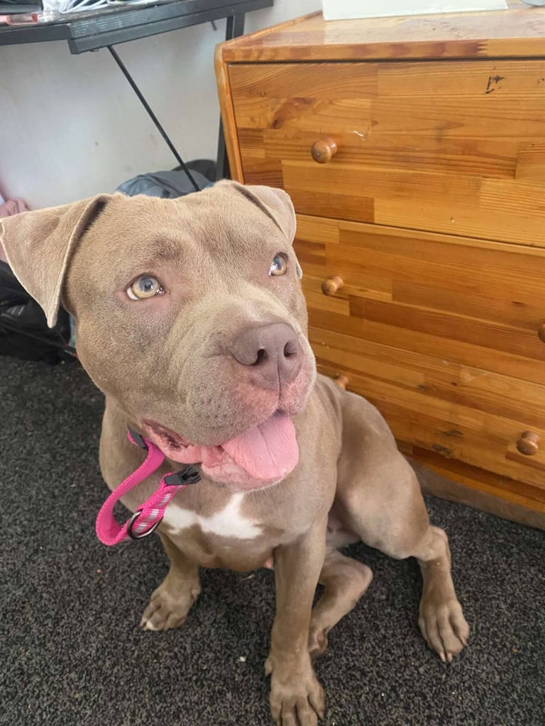 image for Xl cross red nosed pit 
